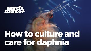 Caring and Culturing for Daphnia [upl. by Yarw]