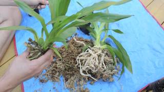 Repotting and Care of Zygopetalum Orchid [upl. by Zavras946]