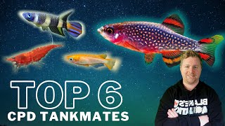 Top 6 Tankmates for Celestial Pearl Danios  Galaxy Rasboras [upl. by Tybalt700]