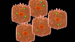 Hemochromatosis  Animated Atlas [upl. by Marentic483]