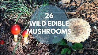 Wild Mushrooms You Can Eat [upl. by Eirrej]