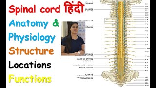 Spinal Cord Anatomy and Physiology in Hindi  Part  1  Structure  Locations  Functions [upl. by Noeled]