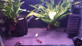 HOW TO BREED CORYDORAS CATFISH PART 2 [upl. by Imac860]