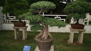 Podocarpus Macrophyllus Bonsai [upl. by Florance]