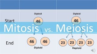 Mitosis vs Meiosis updated [upl. by Lennej]