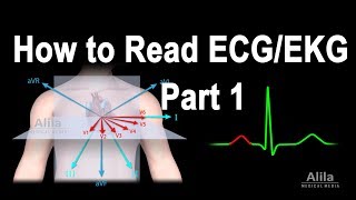 How to Read ECGEKG Part 1 Animation [upl. by Rafter]