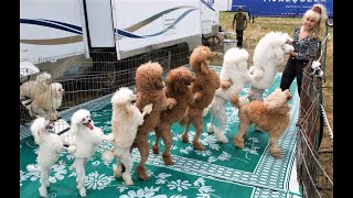 Funny Toy Poodle Puppies Videos Cute Mini Teacup Poodles Playing Miniature Poodle Barking Grooming [upl. by Shayla]