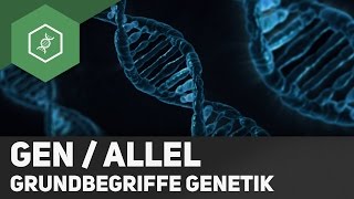 Gen  Allel  Unterschied  Grundbegriffe Genetik 2 [upl. by Behka]