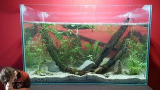 Aquascaping A Locally Sourced Tadpole Aquarium I tried [upl. by Morty]