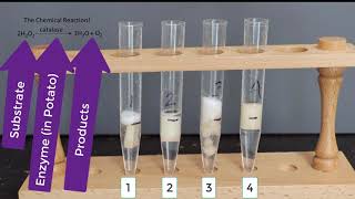 Enzyme Potato Experiment [upl. by Peednas]