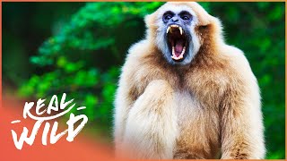 Gibbons The Forgotten Apes In Peril Wildlife Documentary [upl. by Ailehs]