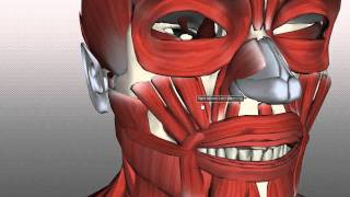 Muscles of Facial Expression  Anatomy Tutorial PART 2 [upl. by Holds720]