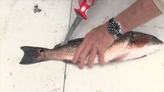 How to Fillet a Redfish [upl. by Sirromad]