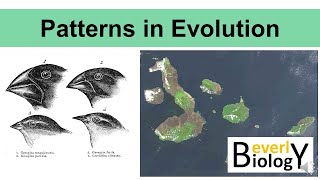 Patterns in Evolution updated [upl. by Eugenle980]