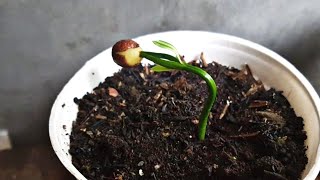 HOW TO GROW YEW PLUM PINE quotPODOCARPUSquot FROM SEED [upl. by Harriet]