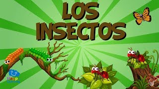 LOS INSECTOS  Vídeos Educativos para Niños [upl. by Htebzil]