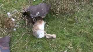 Rabbit and Hare Hawking with Finnish Goshawks [upl. by Trebornhoj]