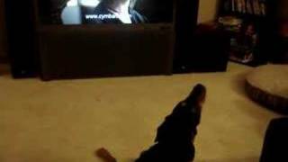 Dog sings along to Cymbalta commercial [upl. by Anilrac159]