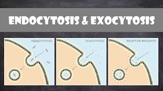 Endocytosis amp Exocytosis  Cell Biology [upl. by Ezarra]