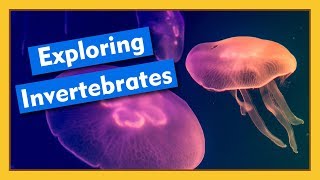 Exploring Invertebrates  Compilation [upl. by Dugan219]