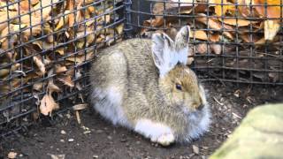 Creature Feature Snowshoe Hares [upl. by Syramad]