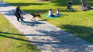 Scenario training Dog saves child from being kidnapped in nearby park [upl. by Dunc]