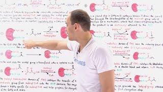 Fatty Acid Synthesis [upl. by Nimocks598]