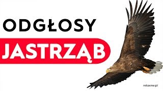 Jastrząb  odgłosy jastrzębia [upl. by Slein312]