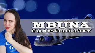 What are Mbuna Cichlids Compatible with [upl. by Rieger74]