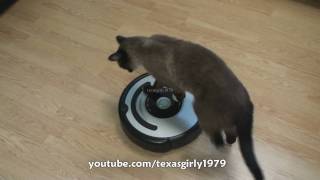 Cat shows HOW TO use iRobot Roomba Vacuum [upl. by Akeret]