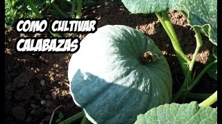 Como Cultivar Calabaza o Zapallo  Huerto Organico [upl. by Sybille]