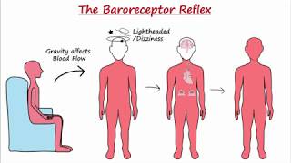 Baroreceptor Reflex [upl. by Dasie]