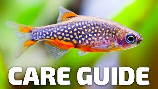 Care Guide for Celestial Pearl Danios  Aquarium CoOp [upl. by Michael]