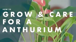 How To Look After An Anthurium [upl. by Noivad]