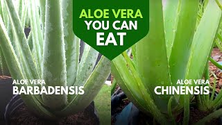 Which Aloe Vera is Edible [upl. by Ttelrahc767]