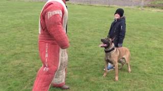 personal  family protection dog training [upl. by Nuahs]