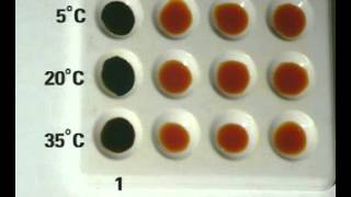 How Temperature affects enzyme activity [upl. by Anuait]