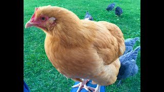 4 Month Update  Buff Orpington Chickens [upl. by Eirak]