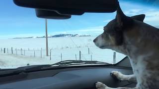 Pronghorn running down Highway 41 in Montana [upl. by Odnomra]