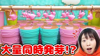 ドールが一気に大量発芽w ドールが生えてくるサプライズトイ ブルーミーポットの新シリーズが凄すぎた！！w [upl. by Zemaj]