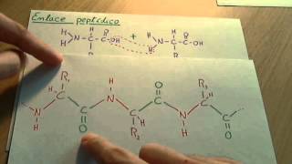 Aminoácidos  Biología proteinas [upl. by Oiramal444]