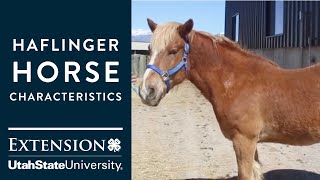 Haflinger Horse Characteristics [upl. by Schwarz]