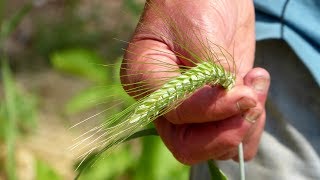 Ancient Grains Growing Heritage Grains in Gardens and Small Farms [upl. by Gala509]