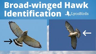 How to Identify a Broadwinged Hawk  Raptor Identification [upl. by Eardna395]