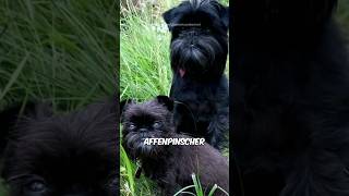 Affenpinscher🐶 [upl. by Nylarahs]