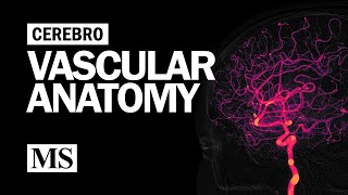 Phlebography  Radiology procedure [upl. by Enialahs]