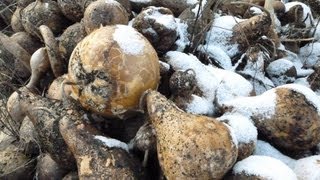 How to Dry Gourds for Crafting [upl. by Samoht]