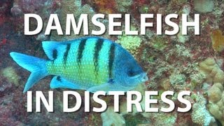 Damselfish in Distress  UnderH2O  PBS Digital Studios [upl. by Treve]