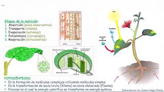 Nutrición de las plantas [upl. by Nileak]