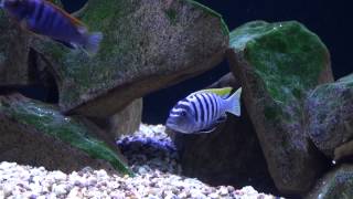 African Malawi Mbuna Cichlids Aquarium quotMalawi Lakequot [upl. by Ronoc]